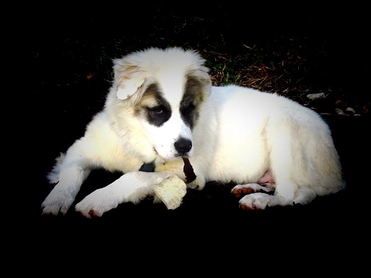 Koa on a mulch pile